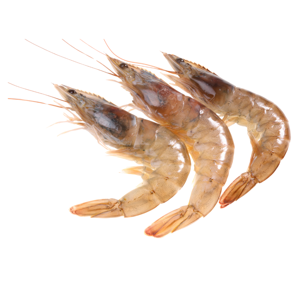 Shrimp