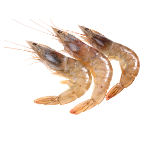 Shrimp