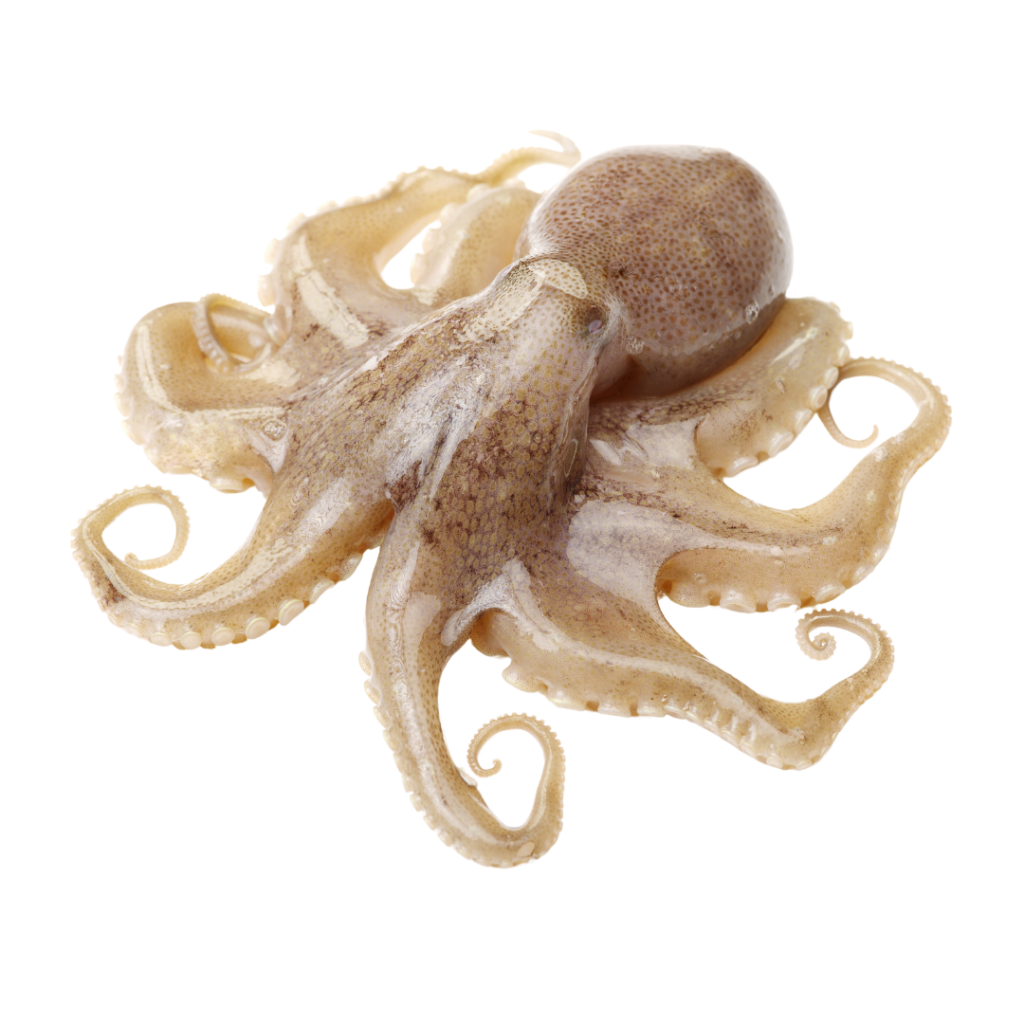 Octupus