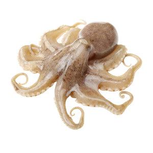 Octupus